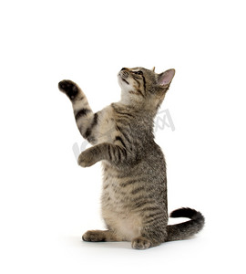 可爱跳跃摄影照片_可爱的虎斑猫咪