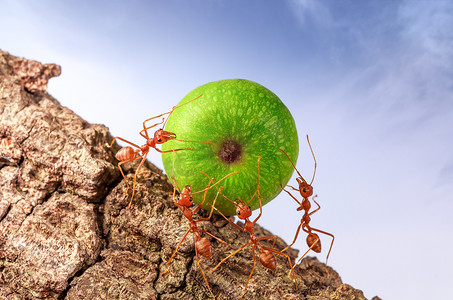 蚂蚁搬运食物在一起，彼此协作的概念