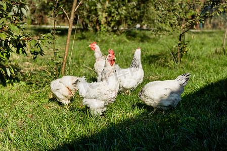 一群可爱的白鸡走在草地草地在农场