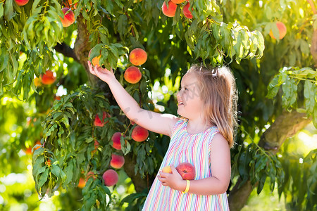 领料和吃桃子从果树上的孩子