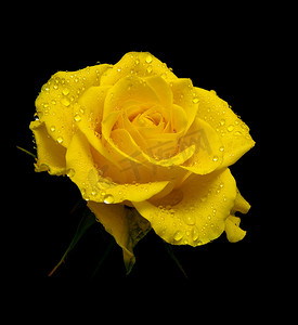 黄玫瑰露水珠在黑色背景上