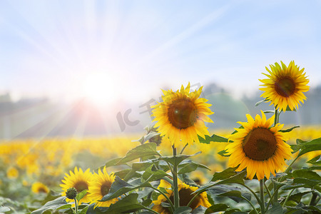学会时间管理摄影照片_夏季时间: 黎明与自然背景的三朵向日葵