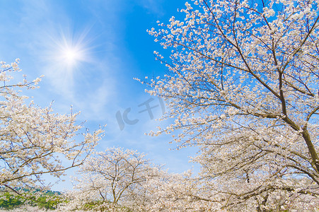 风景摄影照片_武汉樱花花园春天的风景