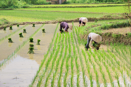 越南农民增长稻场