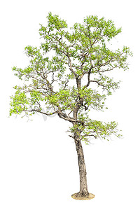 展板元素摄影照片_在白色背景上隔离的树, 用于设计的对象元素.