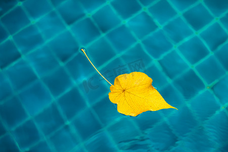 在游泳池，蓝色背景的黄叶。极简主义。秋天的颜色概念