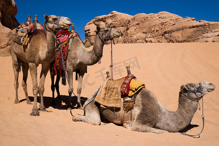 在等车的骆驼