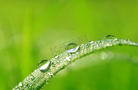 滴眼液摄影照片_用水的新鲜绿草滴眼液特写