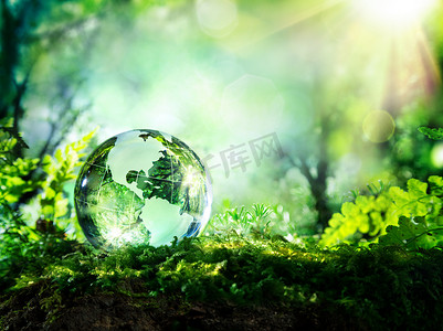 水晶球里的森林-环境概念的苔藓