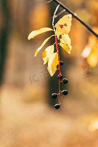 淘宝主图叶子摄影照片_橙色秋天的叶子与浆果在模糊的背景 