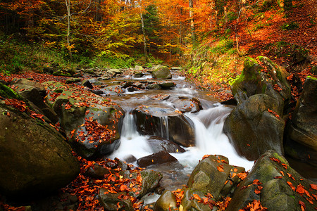 瀑布在秋天山毛榉森林里