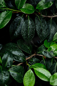 淘宝主图叶子摄影照片_树枝上湿绿色天然叶子的特写视图
