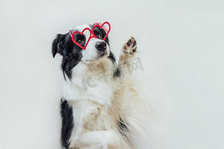 情人节的概念。有趣的小狗边境牧羊犬红色心形眼镜隔离在白色背景。可爱的爱犬庆祝情人节。爱恋情爱明信片.