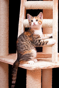 Portrait of nice kitten on black background