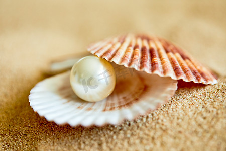 奶珍珠奶茶摄影照片_在海滩上开的贝壳珍珠