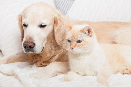 幼小的金毛猎犬和可爱的混合品种红猫在舒适舒适的格子。 动物在寒冷的冬季用白色毛毯取暖. 宠物的友谊 宠物护理概念.