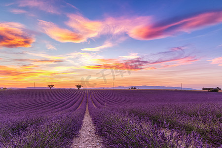 薰衣草花田夏日风景附近 Valensole