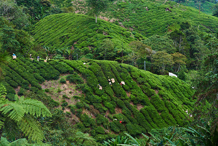 工人们在绿地里捡茶叶。绿色梯级茶园。景观。茶叶栽培。有机茶田。农田, 农田, 农作物, 农民的土地。农业理念.