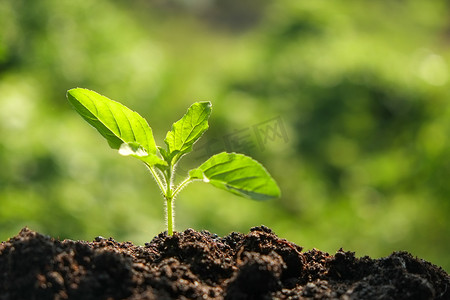 从有机土壤中的种子成长的绿苗