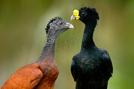 大大扶持, Crax, 大黑鸟与黄色比尔在自然栖所, 哥斯达黎加。一对鸟, 男性和女性。来自热带森林的野生动物场景。详细肖像.