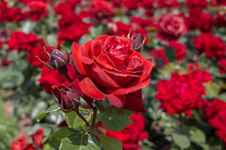 在花园的背景上绽放着美丽多彩的玫瑰
