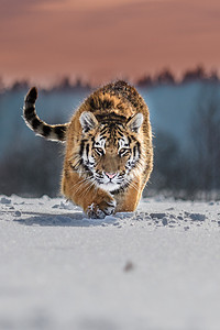 西伯利亚虎（Panthera tigris tigris tigris）在森林中也被称为黑虎（Panthera tigris altaica），在森林中被称为年轻的雌性虎。一只小老虎把爪子拴在树上.