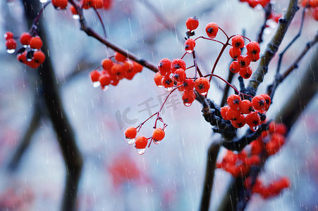 秋风秋雨摄影照片_秋雨中的红莓