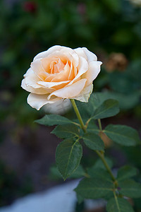 花园里有一朵明亮的白色玫瑰花。美丽的白玫瑰灌木在花床上生长在阳光明媚的夏日