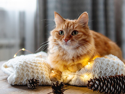 可爱的生姜猫躺在白色针织毛衣上. 松软的宠物在木制桌子上,有灯泡. 糖果的风格。 圣诞及新年庆祝活动的准备工作.