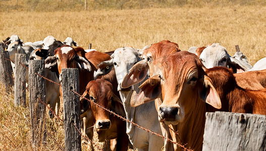 抑制牛在牧场上的倒钩丝护栏网