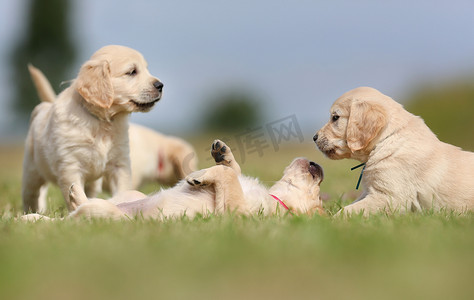 puppies摄影照片_Golden retriever puppies having fun