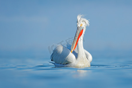 小鸟摄影照片_达尔马提亚鹈鹕, Pelecanus 基利司布, 在希腊 Kerkini 湖。Palican 的翅膀, 狩猎的动物。来自欧洲大自然的野生动物场景。蓝天上的小鸟。Palican 长橙色比尔。鸟在飞行. 