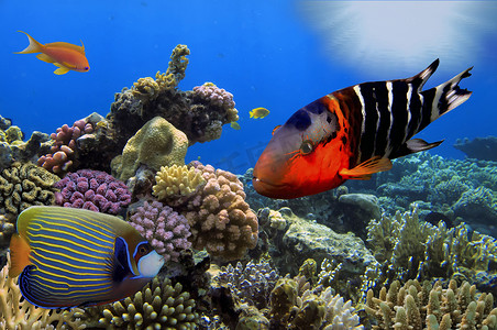 珊瑚与 tropica 精彩、 美丽的海底世界