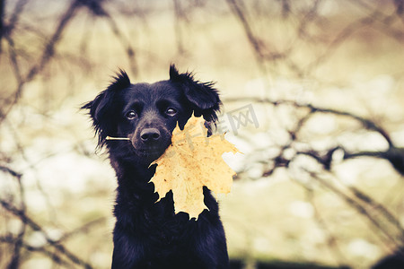 秋天的叶子的狗