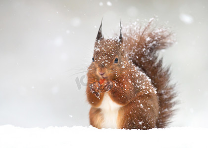 可爱的红松鼠在飘落的雪地里, 在英国的冬天.
