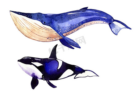 鲸水彩摄影照片_水彩的鲸鱼，逆戟鲸