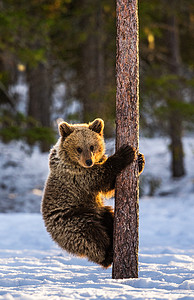 熊宝宝爬上了松树。 冬林的夕阳西下. 布朗熊，学名：Ursus Arctos Arctos 。 自然生境.