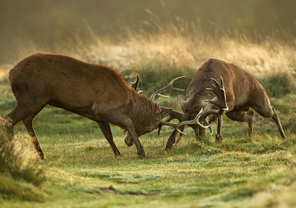 在初秋的清晨, 两只红鹿鹿在发情期争夺统治地位.