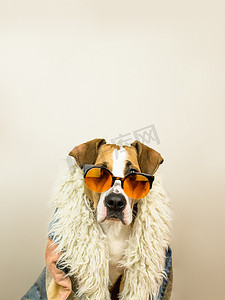 滑稽的斯塔福德郡小狗肖像画，戴着太阳镜，身穿嬉皮大衣。 浅色夏目镜下的猎狗幼犬在中性背景前摆姿势的摄影棚照片
