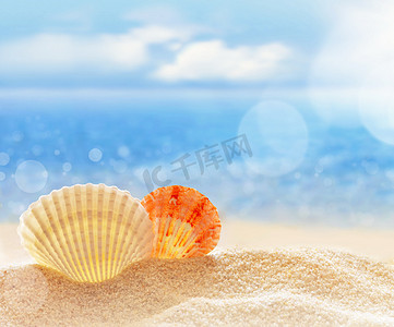  沙滩上的贝壳 