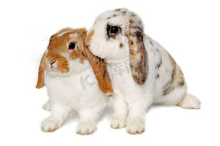 两只兔子在白色背景上被隔离