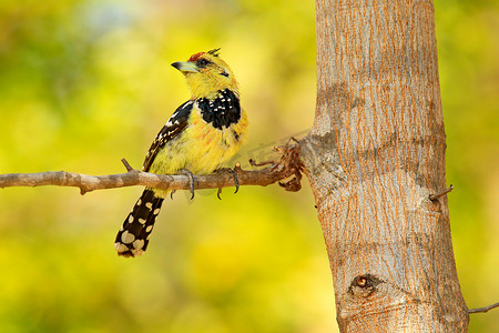 黄色的鸟冠五色鸟，Trachyphonus vaillantii，丘比国家公园，博茨瓦纳. 