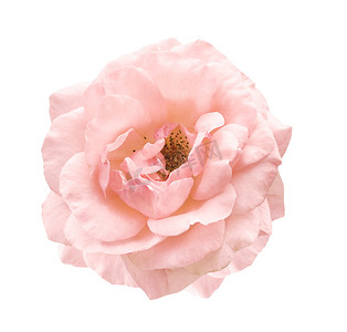 粉红kt板摄影照片_淡粉红色玫瑰象征爱情和亲情的