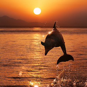 鱼儿跃出水面摄影照片_美丽的夕阳与海豚跃出海面