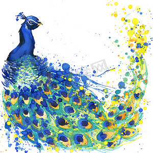 Exotic peacock T-shirt graphics. peacock illustration with splash watercolor textured  background. unusual illustration watercolor peacock for fashion print, poster, textiles, fashion design