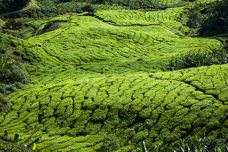 绿山茶园-卡梅隆高地，马来西亚