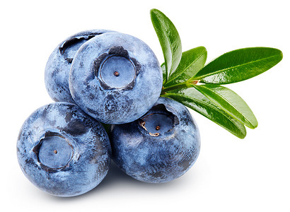 孤立的成熟蓝莓
