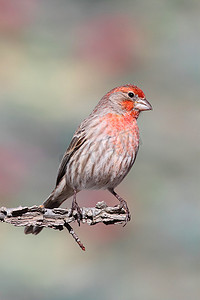 男家朱雀 (Carpodacus mexicanus)