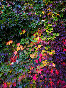 淘宝主图叶子摄影照片_色彩艳丽的花纹，来自秋天野葡萄叶子的质感