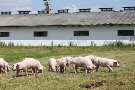 小猪小猪在农场夏季放牧免费